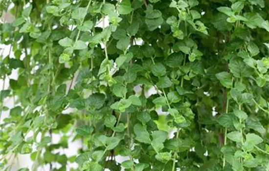 Hänge-Bohnenkraut 'Indian Mint'