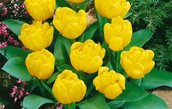 Tulpe 'Yellow Baby'