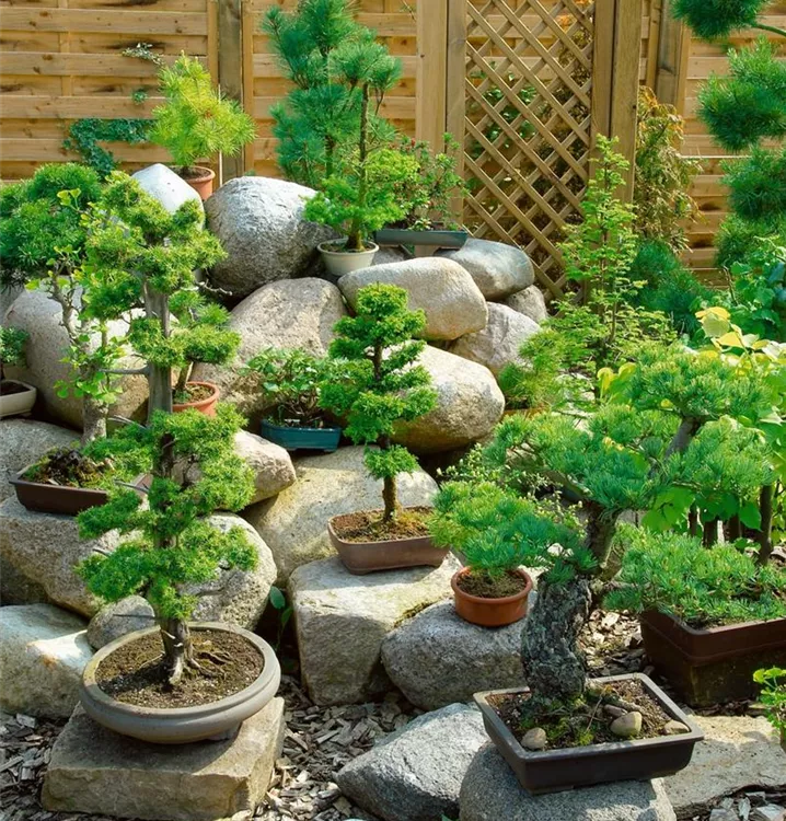 Zimmerbonsai