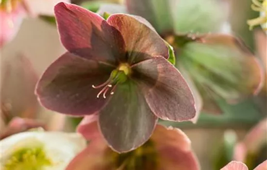 Helleborus