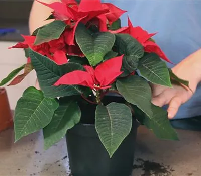 Weihnachtsstern - Einpflanzen in ein Gefäß