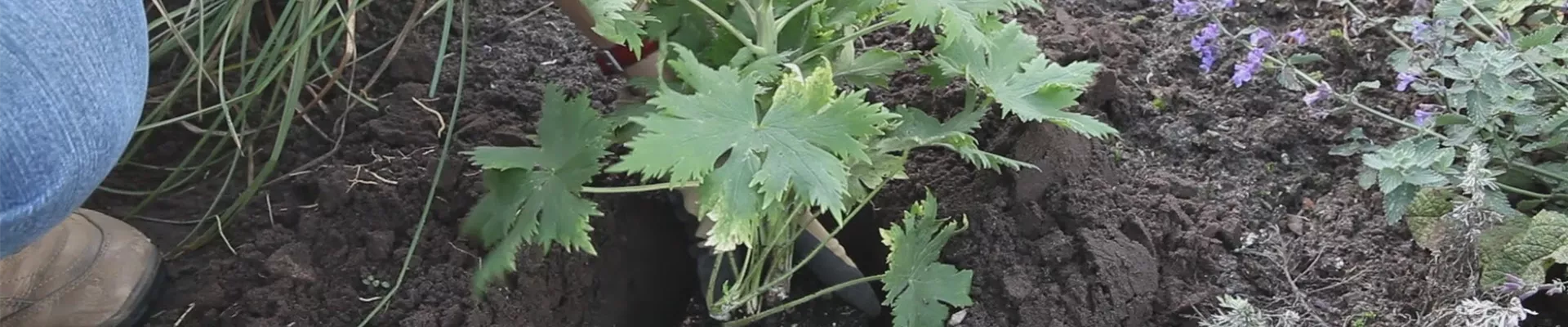 Rittersporn - Einpflanzen im Garten (thumbnail).jpg