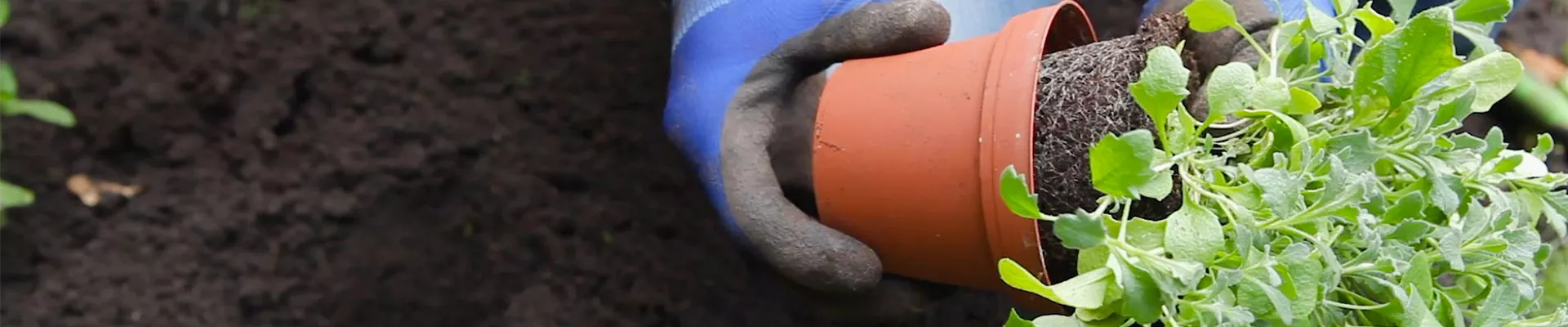 Blaukissen - Einpflanzen im Garten (thumbnail).jpg