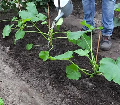 Zucchini - Einpflanzen im Gemüsebeet