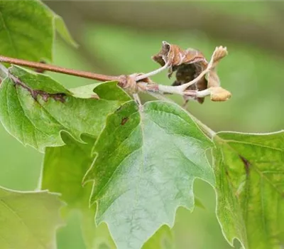 Blattbräune an Platanen