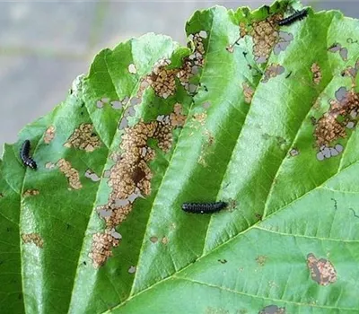 Blattkäfer an Erlen