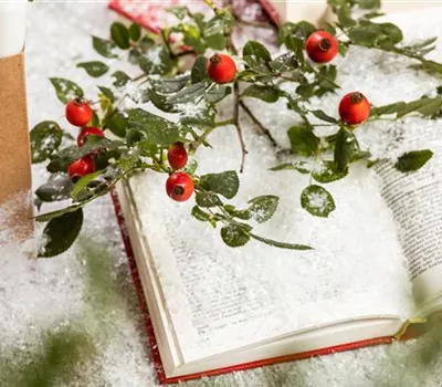 Weihnachten im Topf - Die schönsten Weihnachtspflanzen