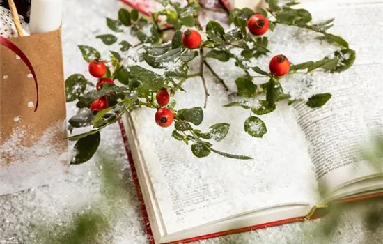 Weihnachten im Topf - Die schönsten Weihnachtspflanzen