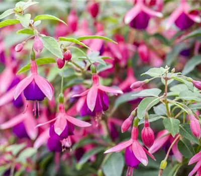 Fuchsien als Blickfang