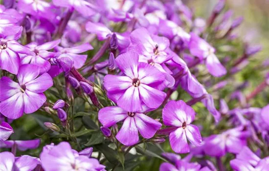 Flammenblumen lassen Ihren Garten in Farben baden