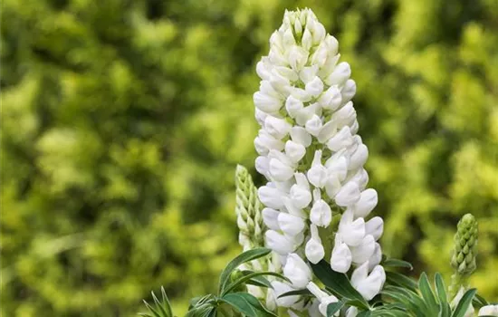 Lupinen, gut für den Garten und seine Bewohner