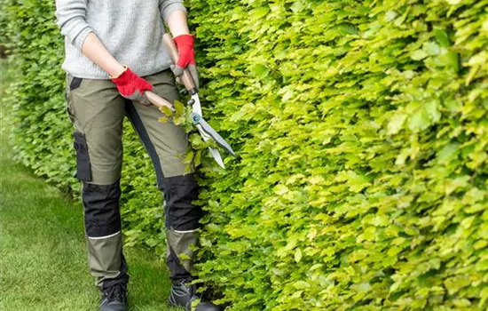 Dekorativ und praktisch zugleich: Die Hecke als Sichtschutz 