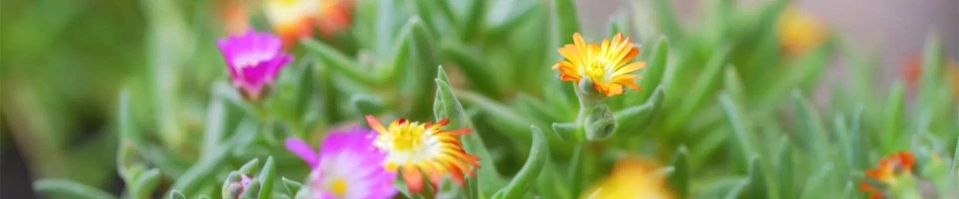 Mittagsblume - Einpflanzen im Garten (Thumbnail).jpg