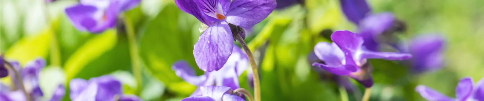 Duftveilchen - Einpflanzen im Garten (Thumbnail).jpg