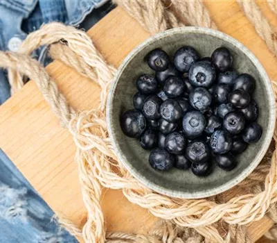 Heidelbeeren als leckerer Snack für Naschkatzen