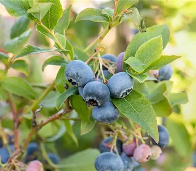 Heidelbeeren pflanzen und pflegen leicht gemacht