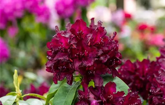 Rhododendron einpflanzen – So erstrahlt der Garten mit Blüten