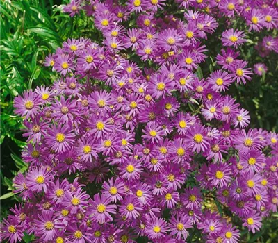 Garten-Kissen-Aster 'Lady in Blue'