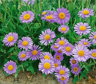 Setschuan-Aster