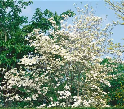 Amerikanischer Blumen-Hartriegel