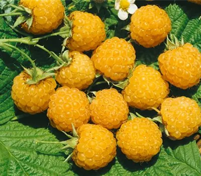 Himbeere 'Goldfrucht'