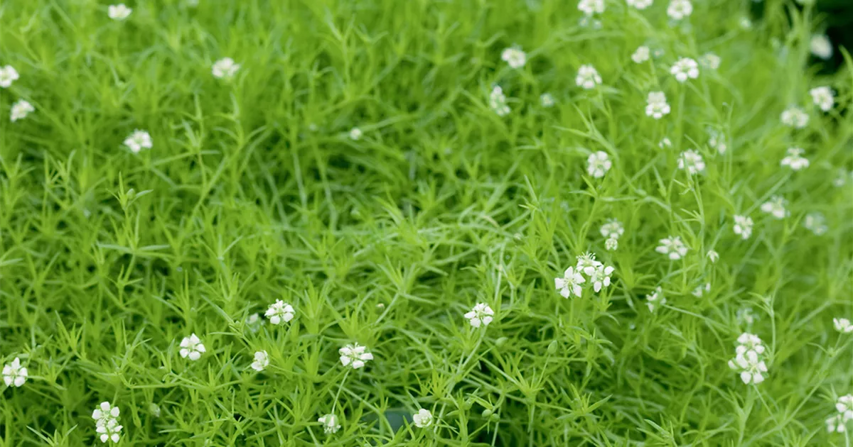 Sagina procumbens - BAUHAUS E-Business GmbH & Co. KG