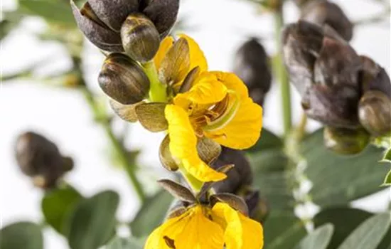 Geflügelte Senna