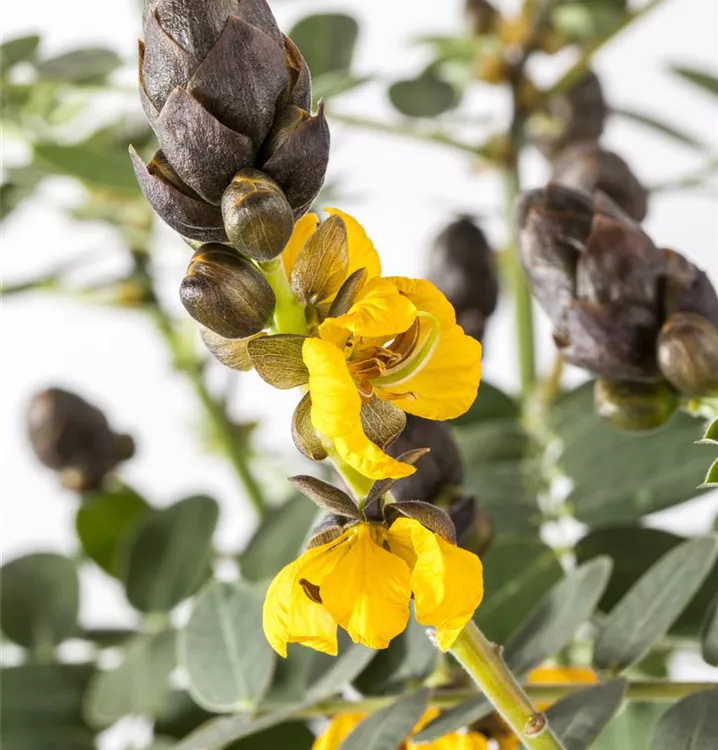 Geflügelte Senna