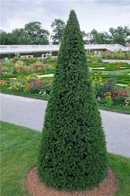 Taxus baccata, Pyramide - BAUHAUS E-Business GmbH & Co. KG