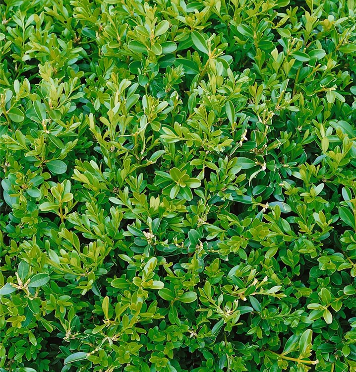 Kleinblättriger Buchsbaum 'Herrenhausen'