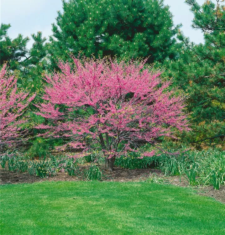 Kanadischer Judasbaum