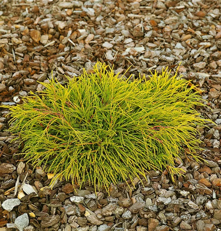 Gelbe Fadenzypresse 'Sungold'