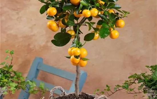 Calamondin