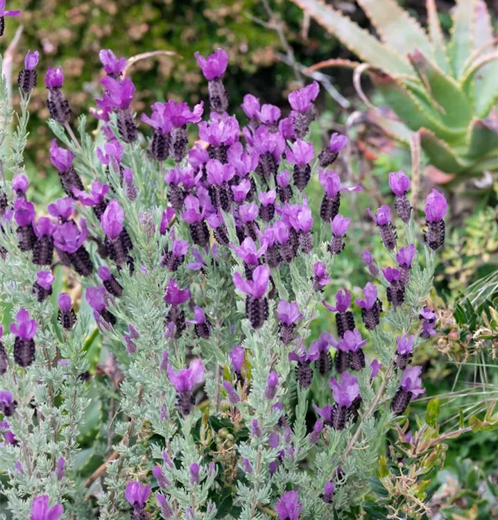 Garten-Schopf-Lavendel
