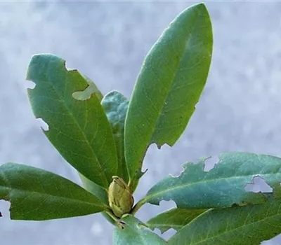 Dickmaulrüssler am Rhododendron Dickmaulrüssler am Rhododendron