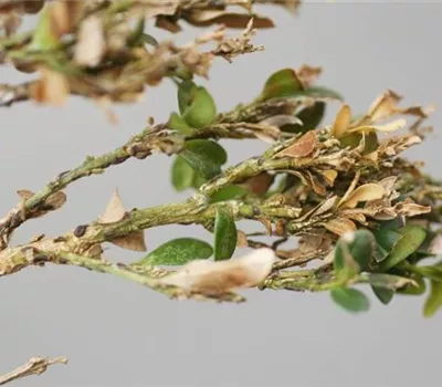 Schildläuse an Buchsbaum