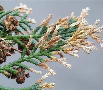 Triebsterben bei Scheinzypressen