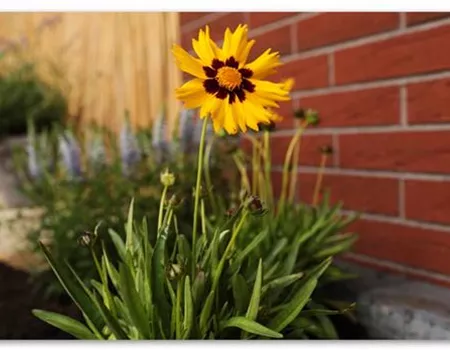 Mädchenauge - Einpflanzen im Garten