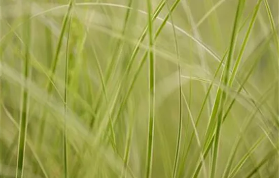 Auf die Feinheiten kommt es an: wie Gräser den Garten aufwerten