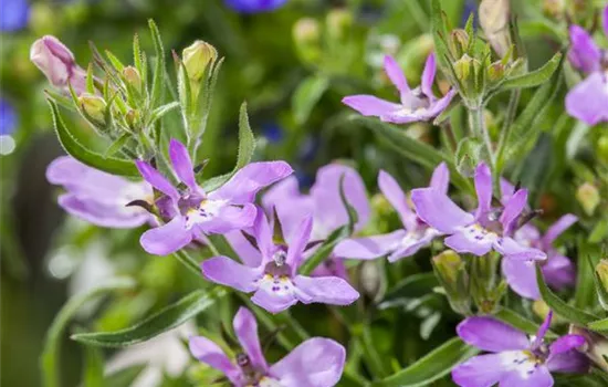 Männertreu – eine gefährliche Sommerliebe mit besonderen Blüten