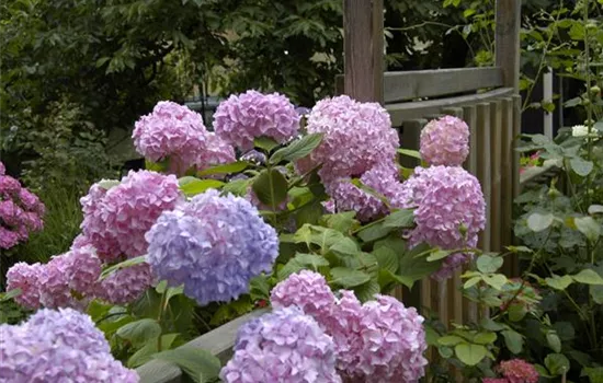 Die Hortensie im Garten – durstige Schönheit mit Charakter