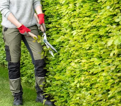 Dekorativ und praktisch zugleich: Die Hecke als Sichtschutz 