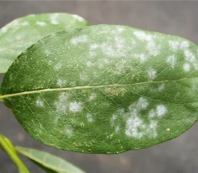 Echter Mehltau an Weiden