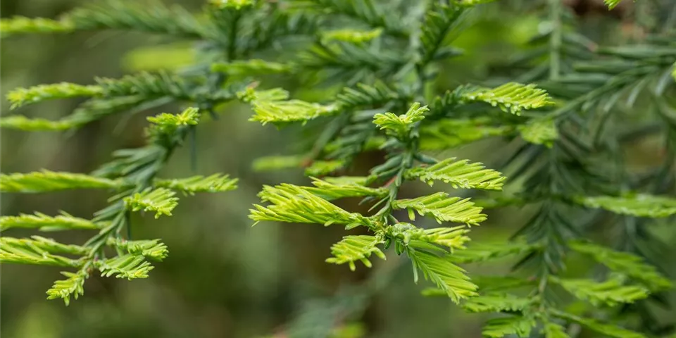 Sequoia sempervirens