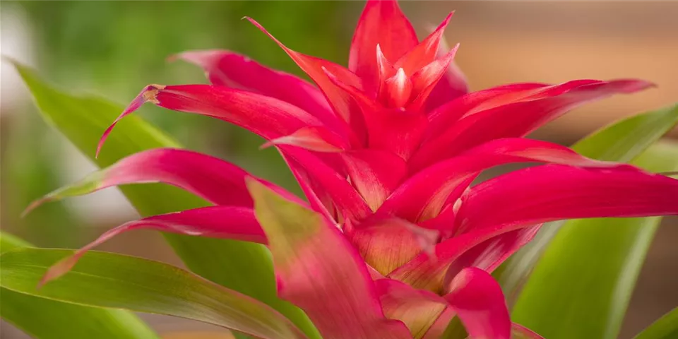 Guzmania, rot