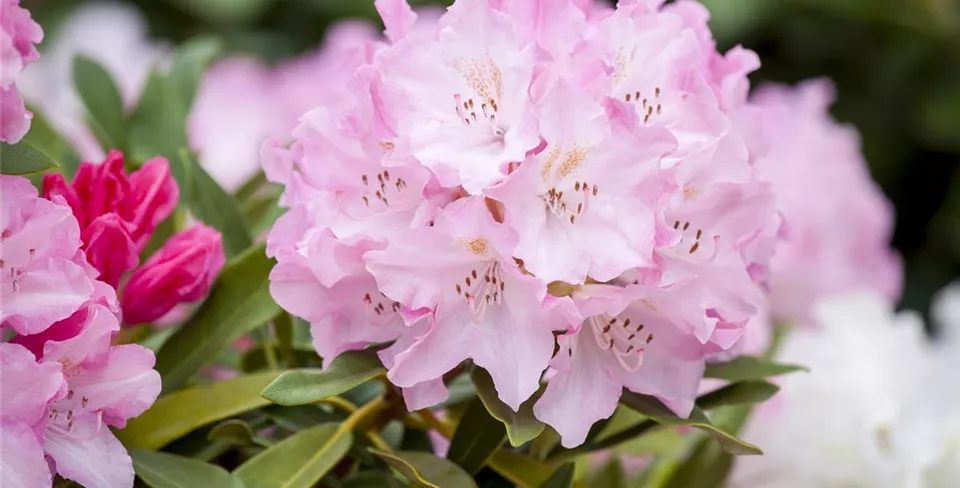 Rhododendron yakushimanum 'Pink Cherub'