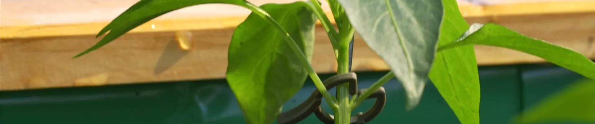 Gemüse-Paprika - Einpflanzen im Hochbeet (Thumbnail).jpg Gemüse-Paprika - Einpflanzen im Hochbeet (Thumbnail).jpg