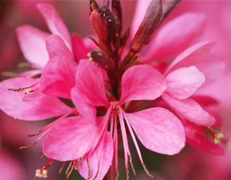 Prachtkerze - Einpflanzen im Garten