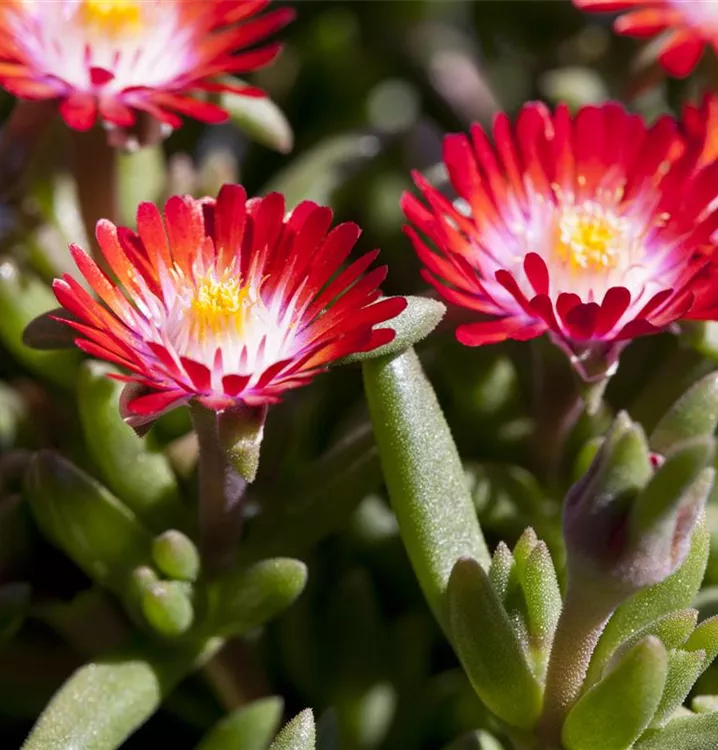 Coopers Mittagsblume