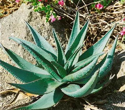 Aloe